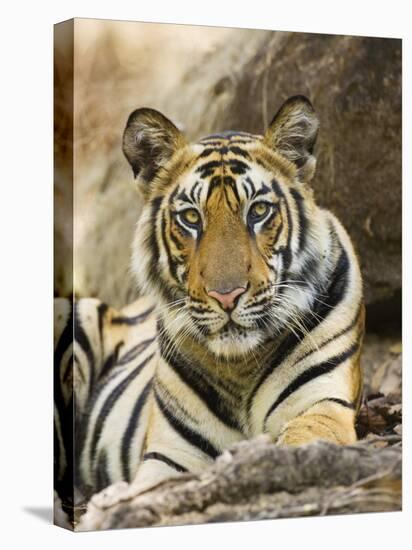 Tiger Portrait Bandhavgarh National Park, India 2007-Tony Heald-Premier Image Canvas