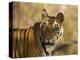 Tiger Portrait, Bandhavgarh National Park, India-Tony Heald-Premier Image Canvas