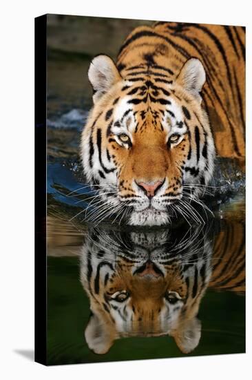 Tiger Reflection-Lantern Press-Stretched Canvas