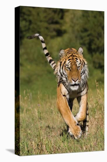 Tiger Run-Susann Parker-Premier Image Canvas