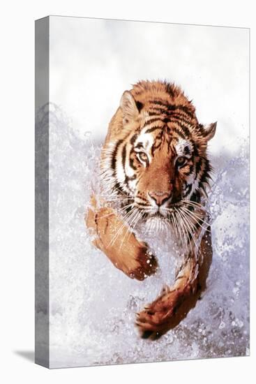 Tiger Running Through Water-null-Stretched Canvas