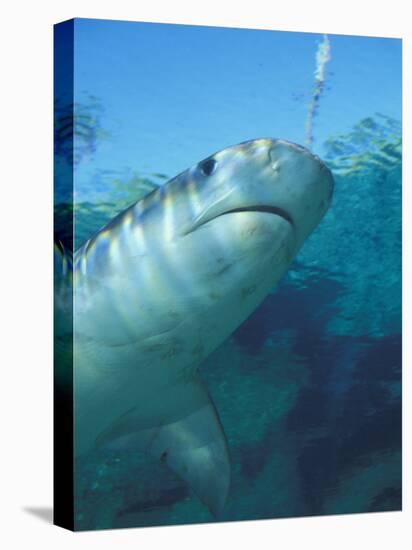 Tiger Shark, Atlantis Resort, Bahamas, Caribbean-Michele Westmorland-Premier Image Canvas