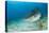 Tiger Shark (Galeocerdo Cuvier) Northern Bahamas, Caribbean Sea, Atlantic Ocean-Franco Banfi-Premier Image Canvas