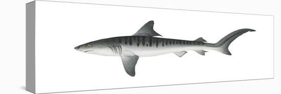 Tiger Shark (Galeocerdo Cuvieri), Fishes-Encyclopaedia Britannica-Stretched Canvas