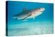 tiger shark swimming over sandy seabed, bahamas-david fleetham-Premier Image Canvas