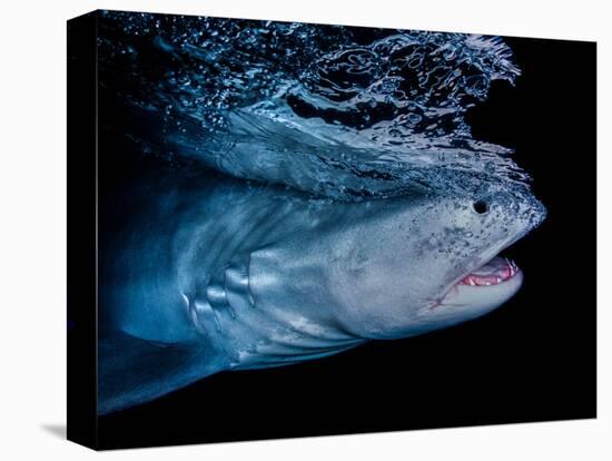 Tiger shark swimming, Tiger Beach, Bahamas, Caribbean Sea-David Hall-Premier Image Canvas