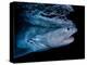 Tiger shark swimming, Tiger Beach, Bahamas, Caribbean Sea-David Hall-Premier Image Canvas