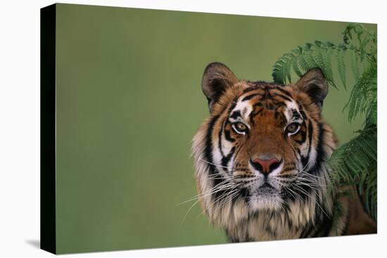 Tiger Sitting under Fern Leaves-DLILLC-Premier Image Canvas