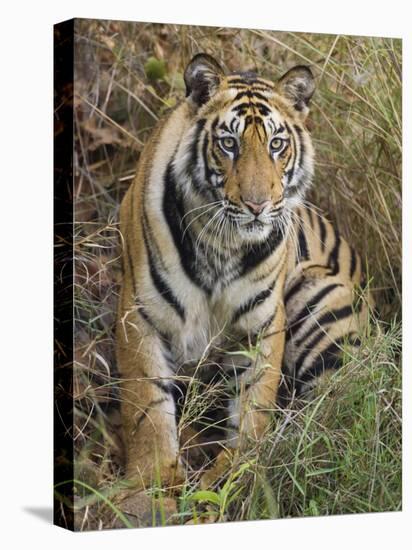 Tiger Sittingportrait, Bandhavgarh National Park, India 2007-Tony Heald-Premier Image Canvas