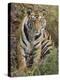 Tiger Sittingportrait, Bandhavgarh National Park, India 2007-Tony Heald-Premier Image Canvas