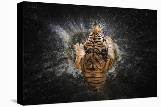 Tiger Splash-Win Leslee-Stretched Canvas