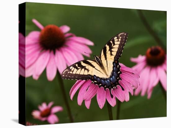 Tiger Swallowtail Butterfly on Purple Coneflower, Kentucky, USA-Adam Jones-Premier Image Canvas