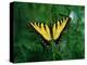 Tiger Swallowtail Butterfly-Jim Zuckerman-Premier Image Canvas