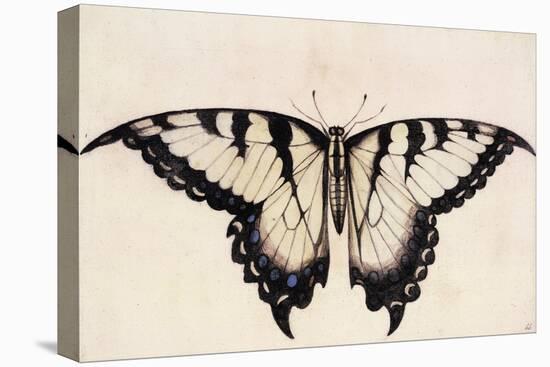 Tiger Swallowtail Butterfly-John White-Stretched Canvas