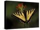 Tiger Swallowtail on Indian Paintbrush, Houghton Lake, Michigan, USA-Claudia Adams-Premier Image Canvas
