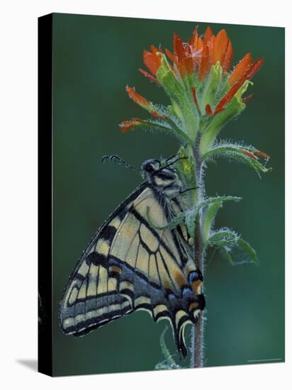 Tiger Swallowtail on Indian Paintbrush, Houghton Lake, Michigan, USA-Claudia Adams-Premier Image Canvas