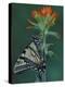 Tiger Swallowtail on Indian Paintbrush, Houghton Lake, Michigan, USA-Claudia Adams-Premier Image Canvas