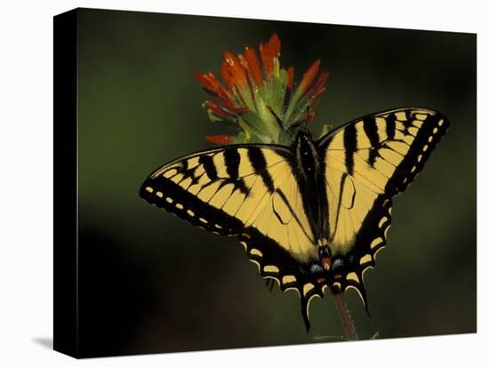 Tiger Swallowtail on Indian Paintbrush, Houghton Lake, Michigan, USA-Claudia Adams-Premier Image Canvas