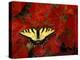 Tiger Swallowtail on Maple Leaves, Michigan, USA-Claudia Adams-Premier Image Canvas