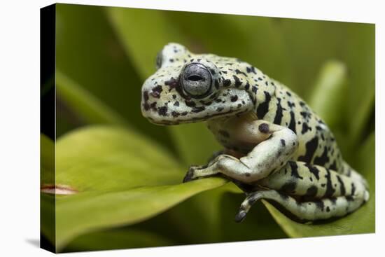 Tiger Tree Frog, Ecuador-Pete Oxford-Premier Image Canvas