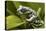 Tiger Tree Frog, Ecuador-Pete Oxford-Premier Image Canvas