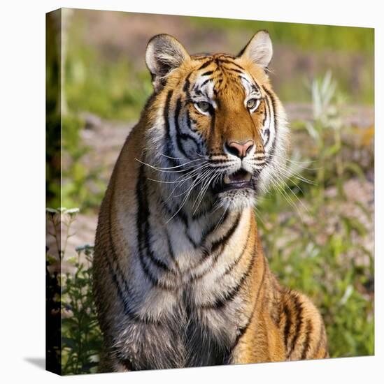 Tiger-null-Premier Image Canvas