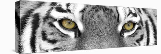 Tiger-PhotoINC-Premier Image Canvas