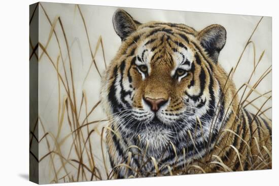 Tiger-Jeff Tift-Premier Image Canvas