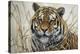 Tiger-Jeff Tift-Premier Image Canvas