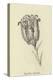 Tigerlillia Terribilis-Edward Lear-Premier Image Canvas