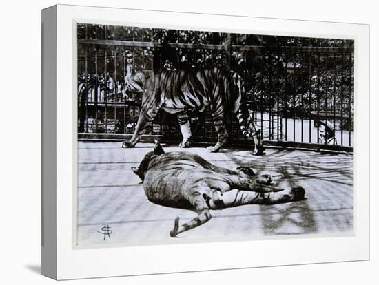 Tigers at London Zoo, 1870S-English Photographer-Premier Image Canvas