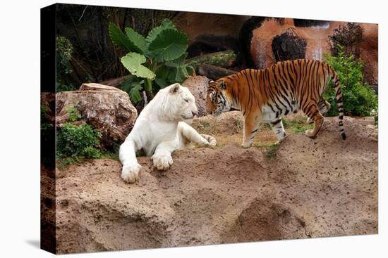 Tigers, Loro Parque, Tenerife, Canary Islands, 2007-Peter Thompson-Premier Image Canvas