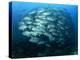 Tightly Balled School of Jack Fish, Sipadan Island, Sabah, Malaysia, Borneo, Southeast Asia-Murray Louise-Premier Image Canvas