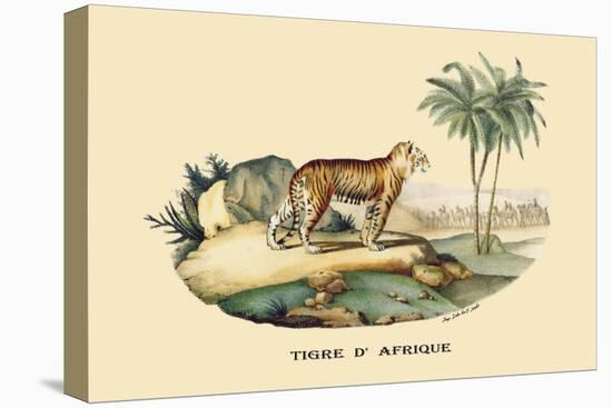Tigre d'Afrique-E.f. Noel-Stretched Canvas
