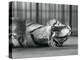 Tigress 'Sally', Yawning, While Lying on the Floor of Her Enclosure, London Zoo, 1928 (B/W Photo)-Frederick William Bond-Premier Image Canvas