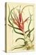 Tillandsia Bulbosa 1847-Vintage Lavoie-Premier Image Canvas