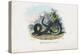 Timber Rattlesnake, 1863-79-Raimundo Petraroja-Premier Image Canvas