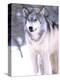 Timber Wolf, Utah, USA-David Northcott-Premier Image Canvas