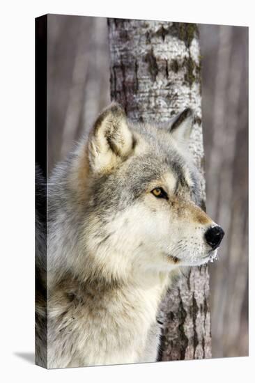 Timber Wolf-null-Premier Image Canvas