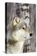 Timber Wolf-null-Premier Image Canvas