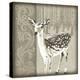 Timberland Fawn-Dorothea Taylor-Stretched Canvas