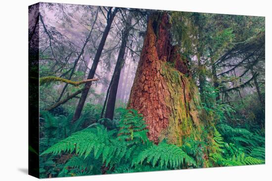 Time Tree, California Redwood Coast-null-Premier Image Canvas