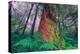 Time Tree, California Redwood Coast-null-Premier Image Canvas