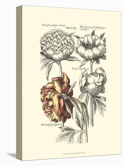 Tinted Floral I-Besler Basilius-Stretched Canvas