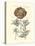 Tinted Floral IV-Besler Basilius-Stretched Canvas