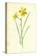 Tiny Daffodil-Frederick Edward Hulme-Premier Image Canvas