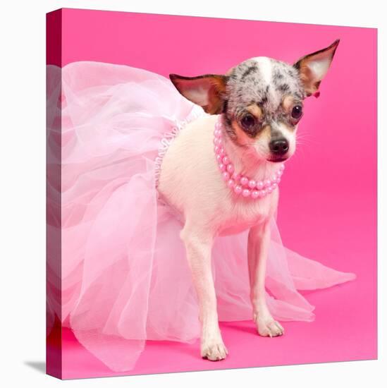 Tiny Elegant Chihuahua Dog-vitalytitov-Premier Image Canvas