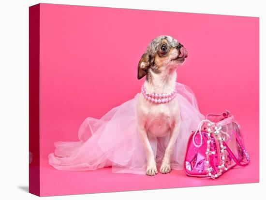 Tiny Glamour Dog With Pink Accessories Isolated-vitalytitov-Premier Image Canvas