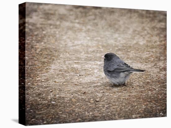 Tiny Junco in a Big World-Jai Johnson-Premier Image Canvas