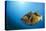 Titan Triggerfish (Balistoides Viridescens)-Reinhard Dirscherl-Premier Image Canvas